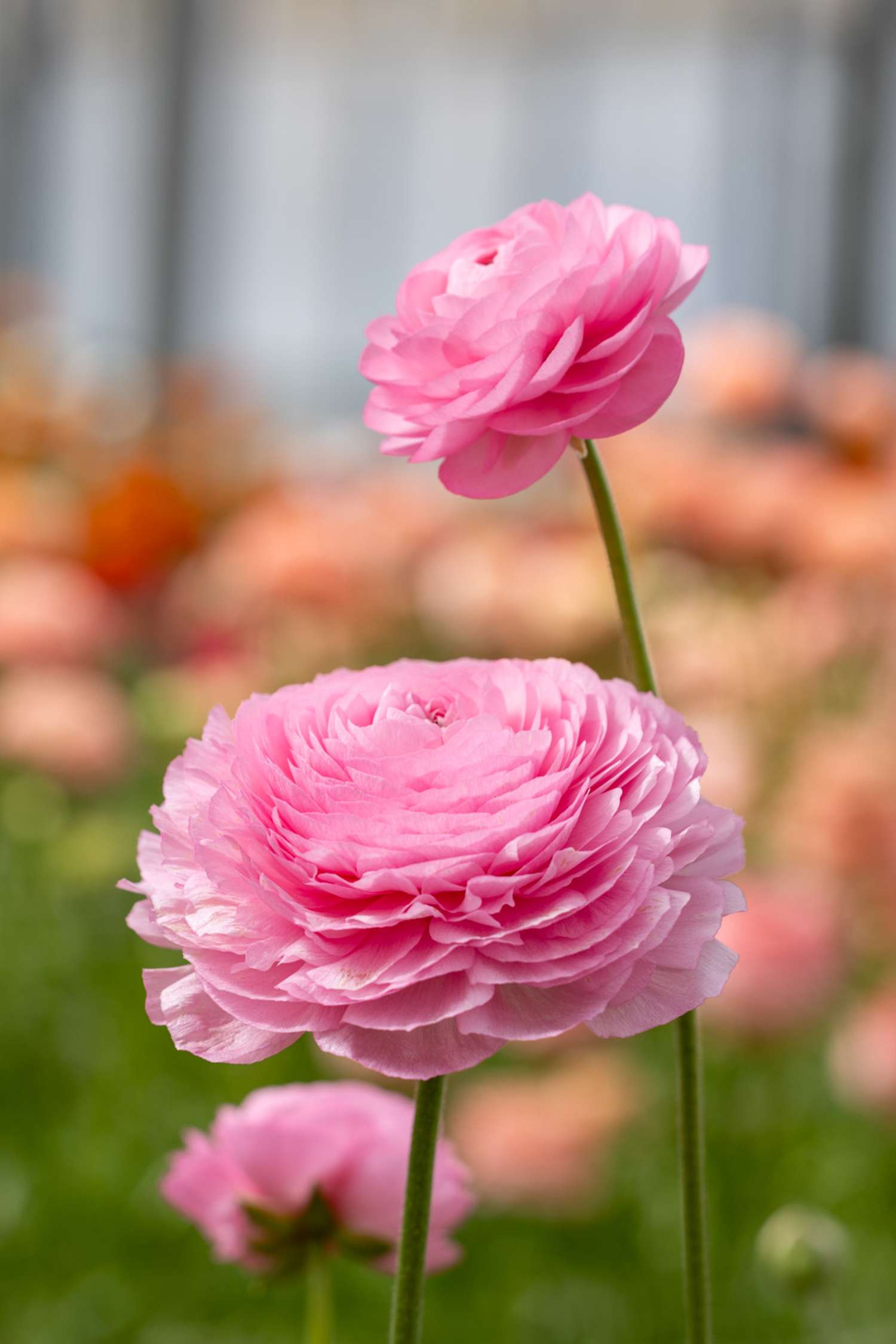 Leinikki Elegance® Rosa Chiaro